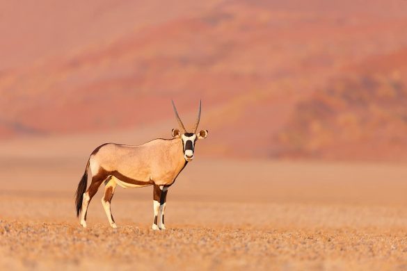 Namib-Naukluft National Park Webcam