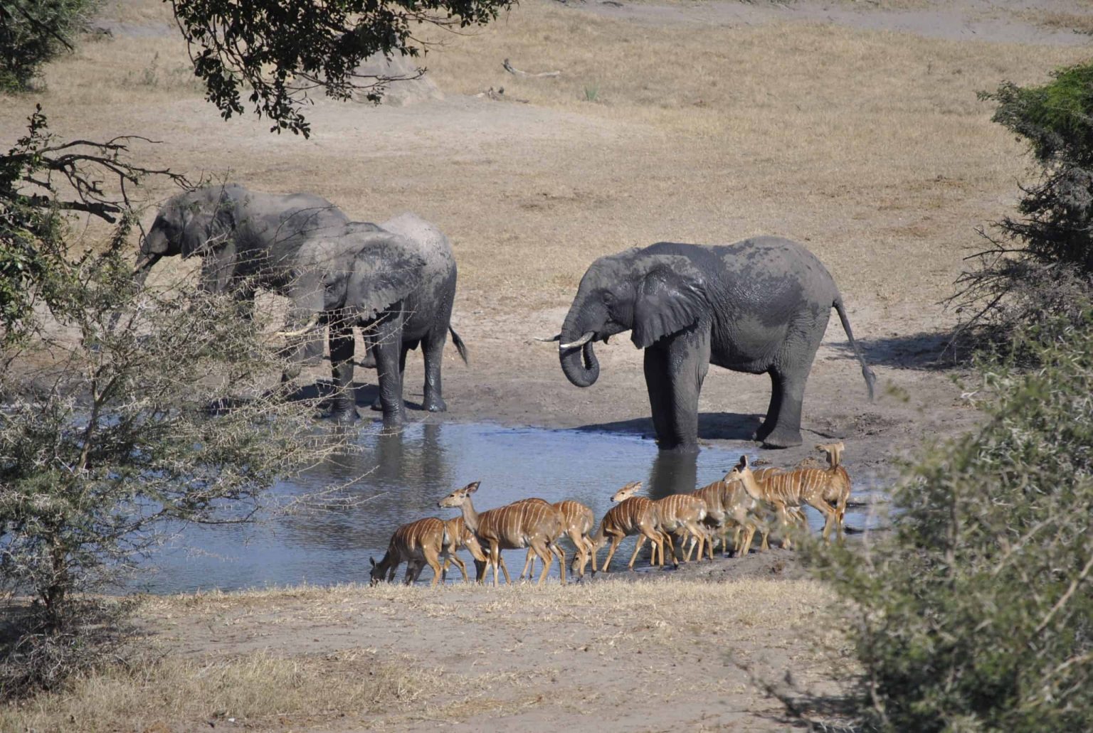 Webcam from the Tembe Elephant Park in the Republic of South Africa